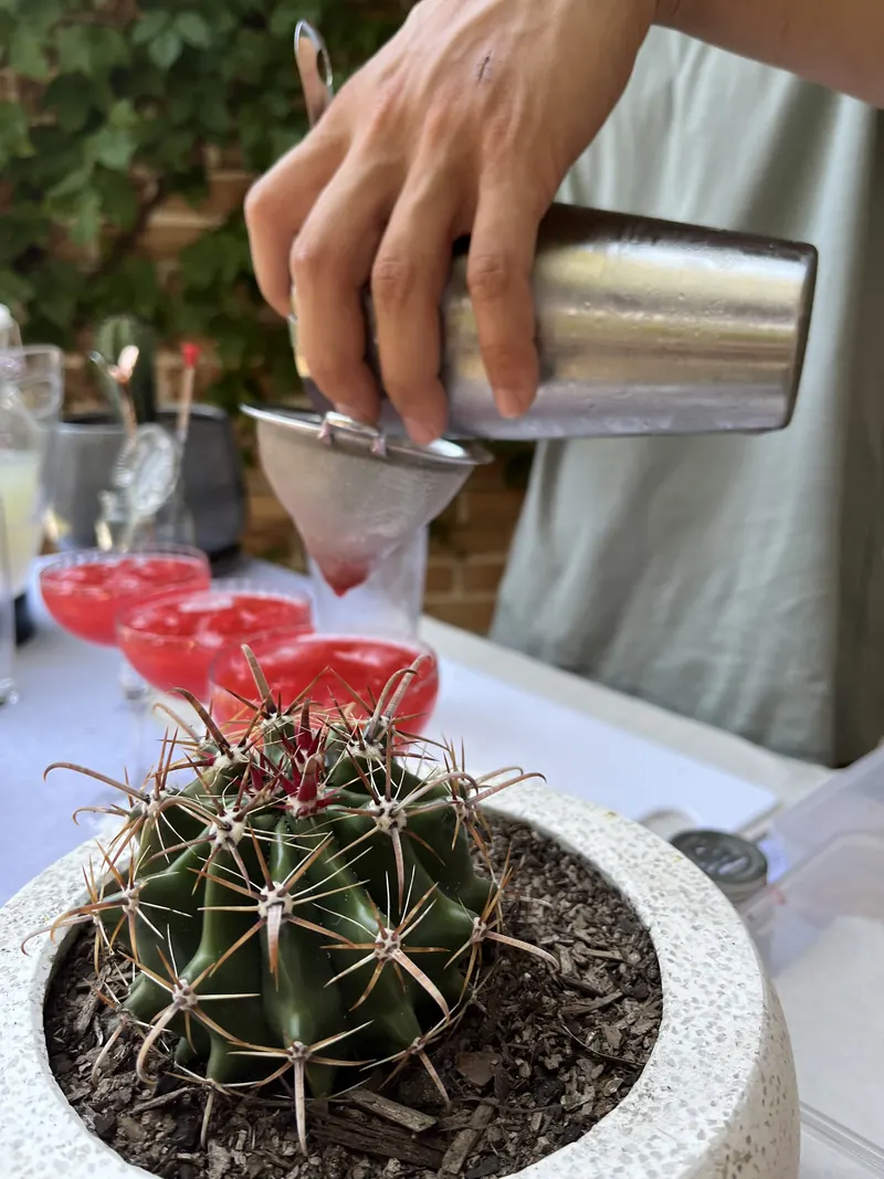 Straining a freshly shaken cocktail into a chilled coupe